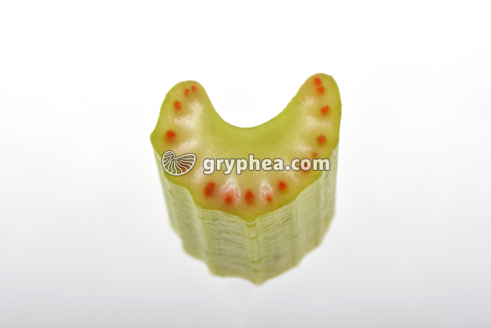 Tige de Céleri après traitement à l'éosine CT - gryphea.org